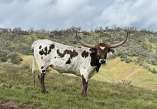 RAINDANCE BL