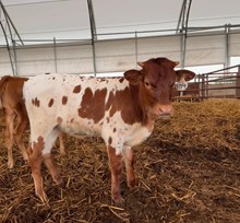 HR ROSEBUD TAG 165 X BR CRACKER JACK- TAG 1779