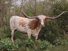 RED RIVER FELEENA