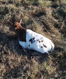 Fast Iron x Tuff Chex