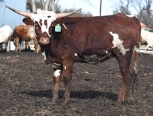 6CR 2 REBELLIOUS 2 CHAT