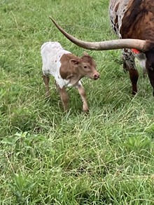 Lexus bull calf
