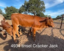 TEXANA TINSEL X BR CRACKER JACK - TAG 4934