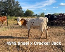 TEXANA TINSEL X BR CRACKER JACK - TAG 4949