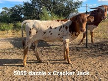 BL DAZZLE X BR CRACKER JACK - TAG 5055