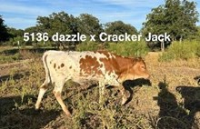BL DAZZLE X BR CRACKER JACK - TAG 5136