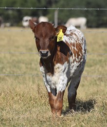 HELM MISS IMPRESSIVE x REBEL HR TAG 520