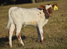 RJF SNOWTIME X REBEL HR TAG 532