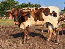 BR CRACKER JACK X JESTER BULL 
