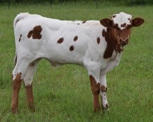 Bwana Chex x Phenomenal Bug bull