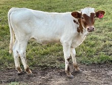 Heifer calf 2021 All In BCB x BL Talula
