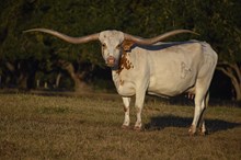 RJF Absolute Classic - Tag 936