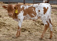 Cracker jack X Monika Tuff 966 Heifer