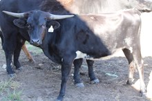 Silver Jango's Heart