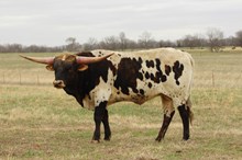 Diablo Chex 346