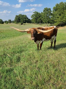 BL PATSY CLINE