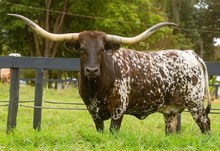 BL KIRA 952 🇧🇷