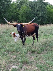 BL Swinging Cowgirl