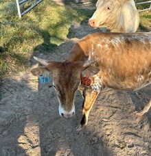 HELM MISS IMRESSIVE X COWBOY TUFF CHEX Tag 534