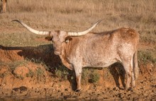 BL TARIS TANGO