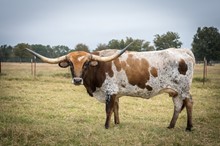 BL ROCKIN COWGIRL