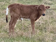 Cassie Bull Calf
