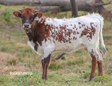 25LF Jango's Koala Bear