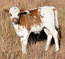 TEXAS TUFF X BAYOU GORGEOUS bull