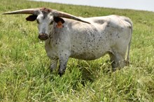 GLR SHEZA CRACKER GAL