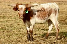 GLR CACTUS LEZAWE GAL