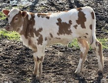 Bull Calf