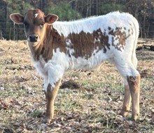 Eliminator x Dixie bull calf