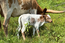 Bull Calf