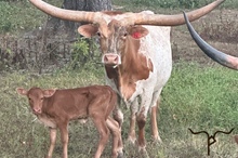 Kona 2025 Heifer Calf