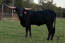 HL Georgia O’Keefe 