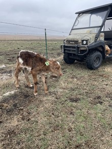CACTUS JACK X ROYAL STARLIGHT bull
