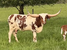 CASANOVAS 20 CACTI GAL