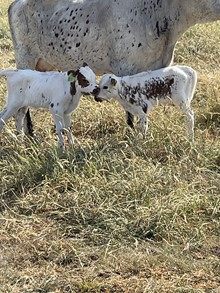 CACTUS JACK X TUFF FLOWER CHILD bull