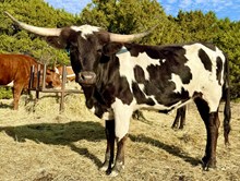 M7 Phenomenal Dream 🏁