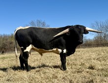 PCC Cat Scratch Fever