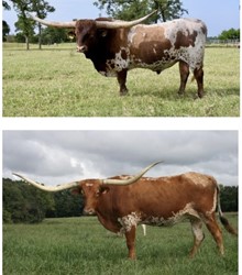 Pacific Allie/BR Cracker Jack heifer embryo