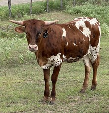 4L Jo Jo Crackin Jenny