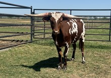 M7 Queen Mermaid  💯