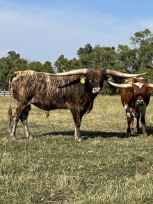 High Plains Drifter 18