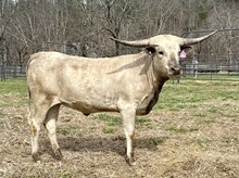 LTL Helene's Gold Mine