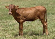 M7 Patty’s Dancer