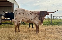 M7 WILD JENNY 🇧🇷