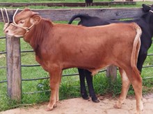 J7 THE FLASH 🇧🇷