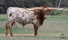 BL JERICHO CHEX