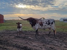 25LF Jango's Kahola Bear